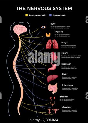 Composizione infografica neurologica con forma umana e immagini disegnate di parti interne del corpo con illustrazione vettoriale di testo Illustrazione Vettoriale
