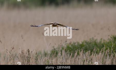 Marsh Harrier (Circus aeruginosus) Flying Low su un letto di cedro Foto Stock