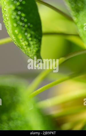 Foglia di Pilea peperomioides dopo spruzzatura con acqua. Pianta di denaro cinese con gocce d'acqua macro colpo Foto Stock