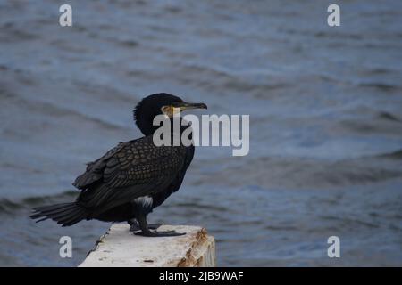 Grande cormorano (carbo Phalacrocorax) seduto su una lastra di cemento Foto Stock