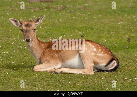 New Forest Hampshire Inghilterra Regno Unito Foto Stock