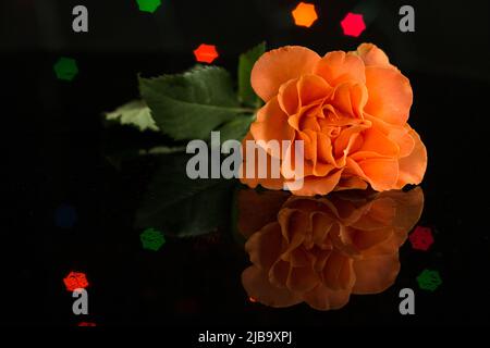 Una rosa di tè su sfondo di vetro nero. Foto Stock