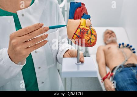 Modello anatomico del cuore umano nelle mani del cardiologo medico, primo piano. Paziente di sesso maschile anziano sottoposto a monitoraggio della frequenza cardiaca mediante elettrocardiogramma Foto Stock