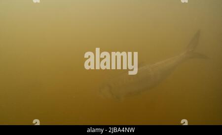 twaite shad sul fiume severn in fase di rilascio Foto Stock