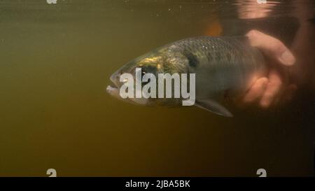 twaite shad sul fiume severn in fase di rilascio Foto Stock