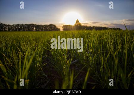 File di orzo giovane su sfondo tramonto. Foto Stock