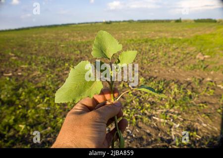 Xanthium strumentario in mano sullo sfondo del campo. Foto Stock