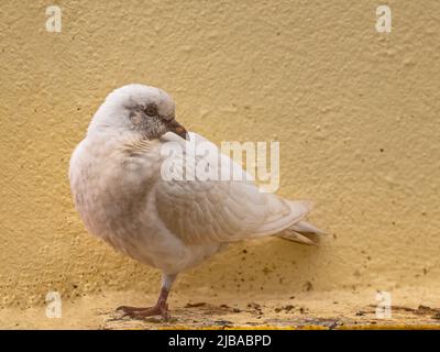 Un piccione bianco appoggiato su un piede accanto ad un muro Foto Stock