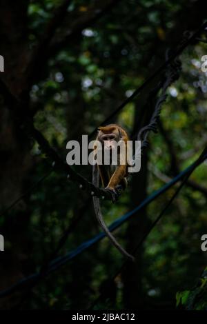 toque macaque fotografia Foto Stock