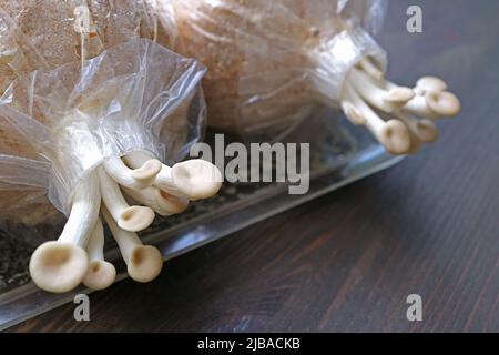 Baby Oyster funghi del primo Flush crescente fuori di sacchi di spawn Foto Stock