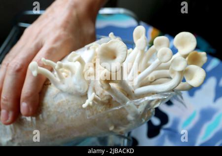 Funghi ostrica immaturi che crescono da un blocco di uova Foto Stock