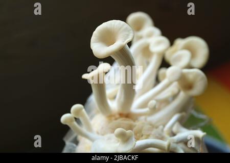 Primo piano di funghi ostriche immaturi in crescita Foto Stock