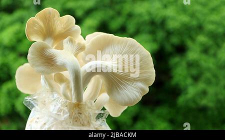 Primo piano retro di funghi ostriche indiani maturati (Pleurotus Pulmonarius) pronti per la raccolta Foto Stock