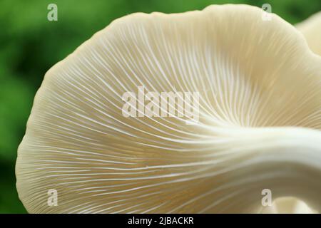 Primo piano sorprendente tessuto di retro di funghi ostrica indiani maturati (Pleurotus Pulmonarius) Foto Stock