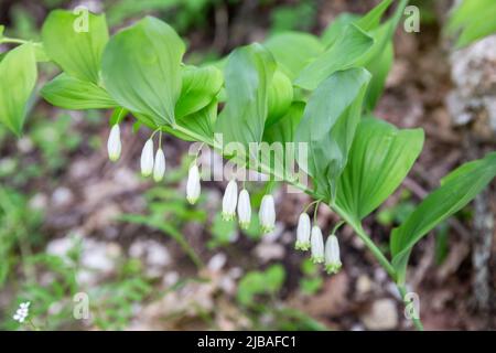 Pianta medicinale selvaggia Polygonatum odoratum o sigillo di Salomone Foto Stock