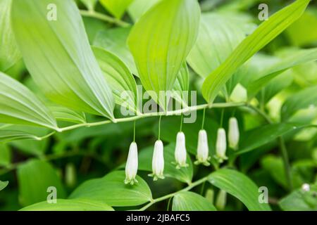Fiori di piante medicinali selvatiche Polygonatum odoratum o sigillo di Salomone Foto Stock