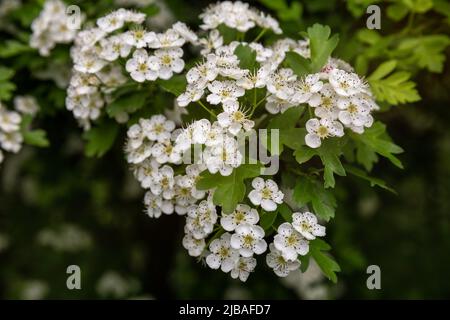 Fiori bianchi di arbusto ornamentale Crataegus monogyna o biancospino da un seme Foto Stock