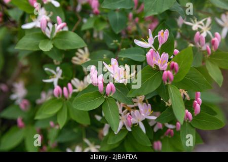 Arbusto fiorito decorativo Lonicera tatarica o Tatarian honeysuckle Foto Stock