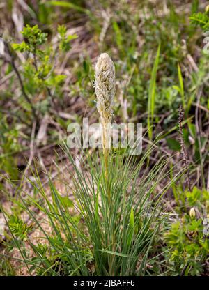 Giovane sparare con germoglio di fiori Asphodeline tenuior o Asphodelina Caucasian, endemico al Caucaso del Nord Foto Stock