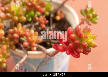 Sedum morganianum (succulente) Foto Stock