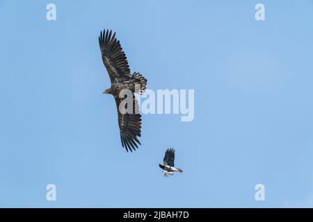 Aquila dalla coda bianca, albicilla di Haliaeetus, uccello giovanile che si innalzano sopra il fiume ed è molestato da corvo uncinato, delta del Danubio, Romania, 27 aprile 2022 Foto Stock