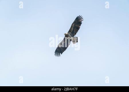 Aquila dalla coda bianca, albicilla di Haliaeetus, uccello giovanile che sovrasta il fiume, delta del Danubio, Romania, 27 aprile 2022 Foto Stock