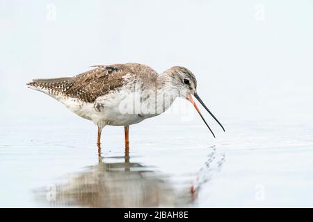 Spotted Redshank, Tringa eritropus, singolo adulto che alimenta in acque poco profonde, delta del Danubio, Romania, 28 aprile 2022 Foto Stock