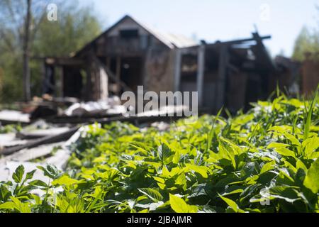 Rovinato casa distrutta in villaggio. Concentratevi sull'erba verde. Foto Stock