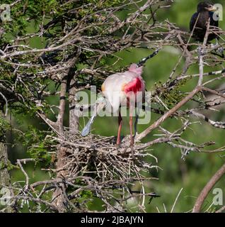 La spatola (Platalea ajaja) costruisce un nido Foto Stock