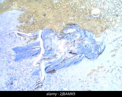 Sfondo umido con uccello morto. Pulcino morto in colori freddi, sdraiato in acqua con sabbia per sfondi e texture, ecc riflessione del cielo Foto Stock