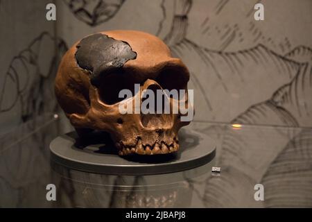 Leiden, Paesi Bassi - 07 AGOSTO 2021: Replica di un cranio neanderthal da la-chapelle-aux-Saints circa 50,000 anni fa. Foto Stock