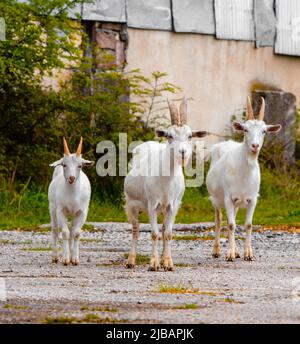 Tre capre bianche sulla strada Foto Stock