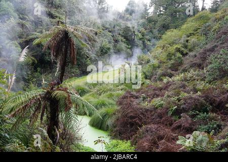 Un fiume termale fumante vicino a Taupo, Nuova Zelanda Foto Stock