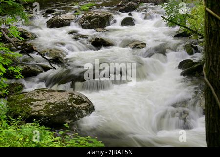 Cascate nel prong medio del piccolo fiume Pigeon in Great Smoky Mountains, TN, USA in primavera Foto Stock