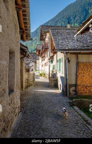 Un cane solitario scorre per le strade vuote del bellissimo paesino di Soglio, situato nella Val Bregaglia (Grigioni, Svizzera) Foto Stock