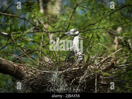 Fauna selvatica della palude di Atchafalaya in un albero Foto Stock