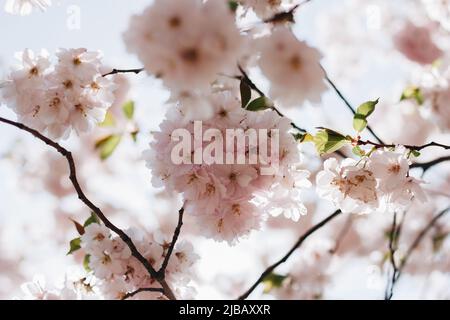 Brunch di ciliegia rosa chiaro o fiori sakura su sfondo bianco. Messa a fuoco selettiva botanica. Foto di alta qualità Foto Stock