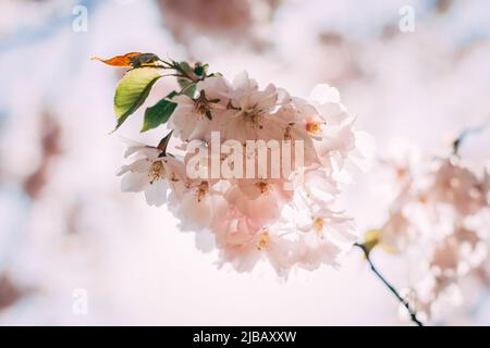 Fuoco selettivo di bellissimi rami di fiori rosa di ciliegia sull'albero sotto il cielo blu, bellissimi fiori Sakura durante la stagione primaverile nel parco, F. Foto Stock