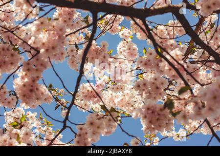 Fuoco selettivo di bellissimi rami di fiori rosa di ciliegia sull'albero sotto il cielo blu, bellissimi fiori Sakura durante la stagione primaverile nel parco, F. Foto Stock