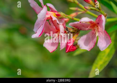 gigli rosa in primo piano con insetti gialli che raccolgono polline Foto Stock