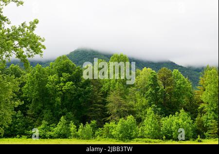 Cades Cove in Great Smoky Mountains, TN, USA in primavera. Le nuvole si stabilirono sulle cime. Foto Stock