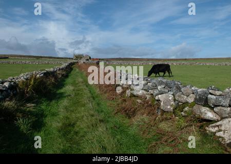 Ruined Farmhouse, Bosullow Common, Madron, Cornovaglia, Inghilterra, REGNO UNITO Foto Stock