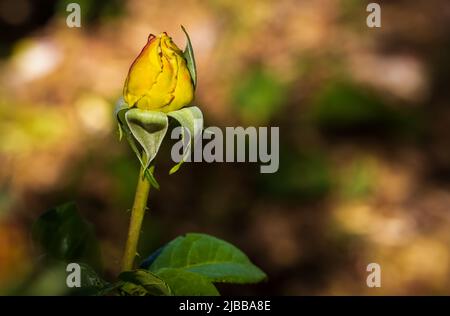Una rosa gialla chiusa è su uno sfondo astratto giallo, verde e nero Foto Stock