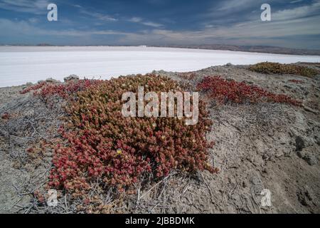 Iceplant snello (Mesembrianthemum nodiflorum) una specie invasiva che cresce in una regione costiera Foto Stock