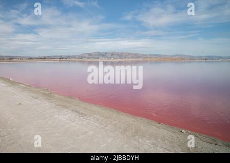 L'acqua negli stagni salati assume una tonalità rosa dovuta a Dunaliella salina Foto Stock