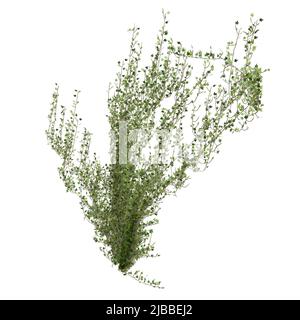 Illustrazione 3D arrampicata piante creepers isolato su sfondo bianco Foto Stock