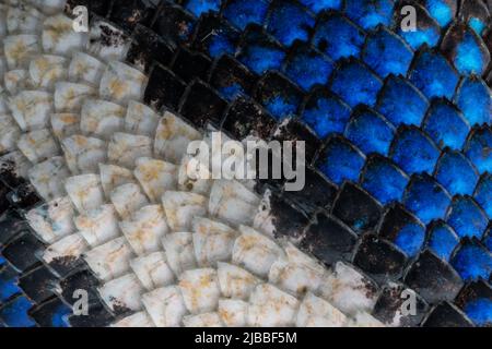 Il colorato modello naturale delle scale del ventre di una lucertola di recinzione occidentale (Sceloporus occidentalis) dalla valle centrale della California. Foto Stock