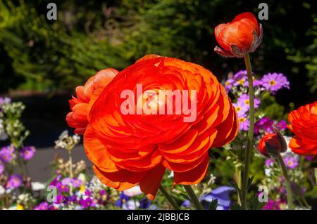 Sydney Australia, primo piano di un fiore di ranunculus arancione in giardino Foto Stock