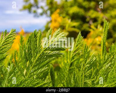 Artemisia annua ramo isolato su sfondo naturale. Legno di worm dolce, annie dolce, sagewort dolce o pianta annuale di wormwood. Nessuno, fuoco selettivo Foto Stock