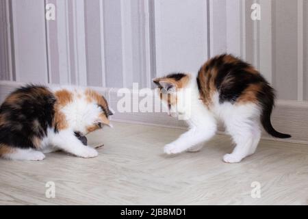 Due piccoli gattini tricolore che giocano con un giocattolo Foto Stock